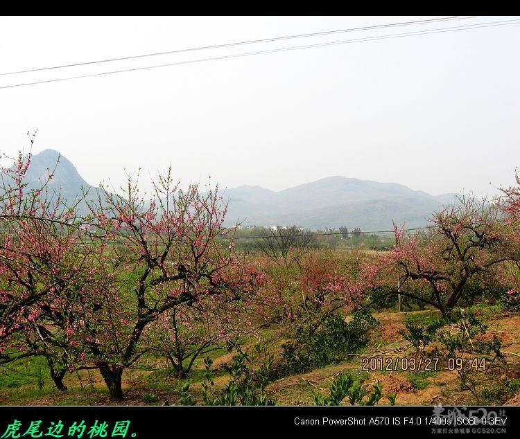 虎尾、大岭山、挖沟、治平一日游。523 / 作者:平安大叔 / 帖子ID:13157