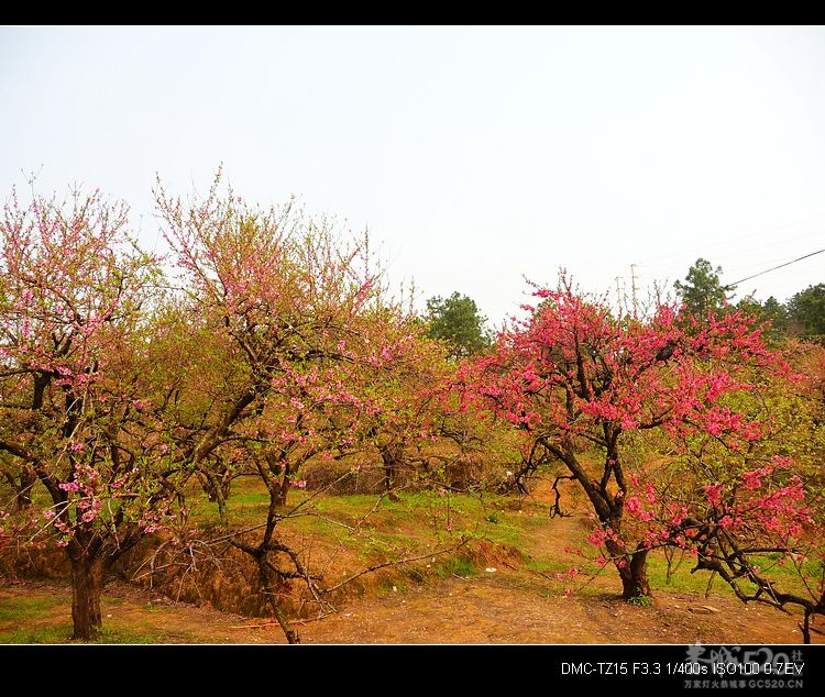 恭城：人面桃花相映红609 / 作者:平安大叔 / 帖子ID:13159