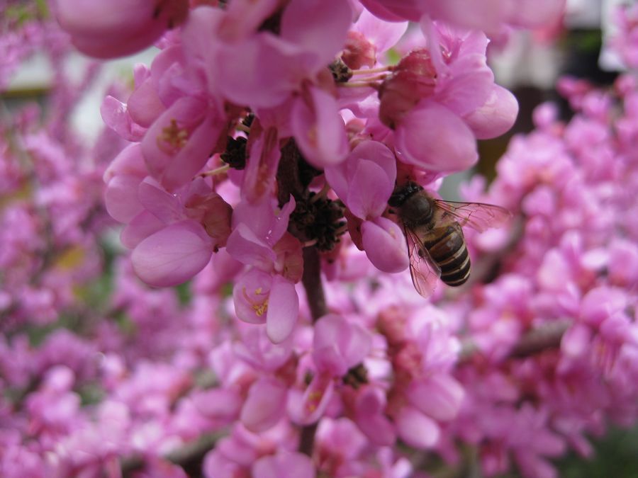 小蜜蜂飞到花丛中飞到我家中722 / 作者:新姑爷 / 帖子ID:13239