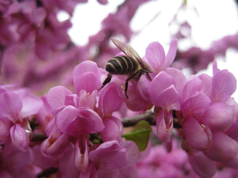 小蜜蜂飞到花丛中飞到我家中44 / 作者:新姑爷 / 帖子ID:13239