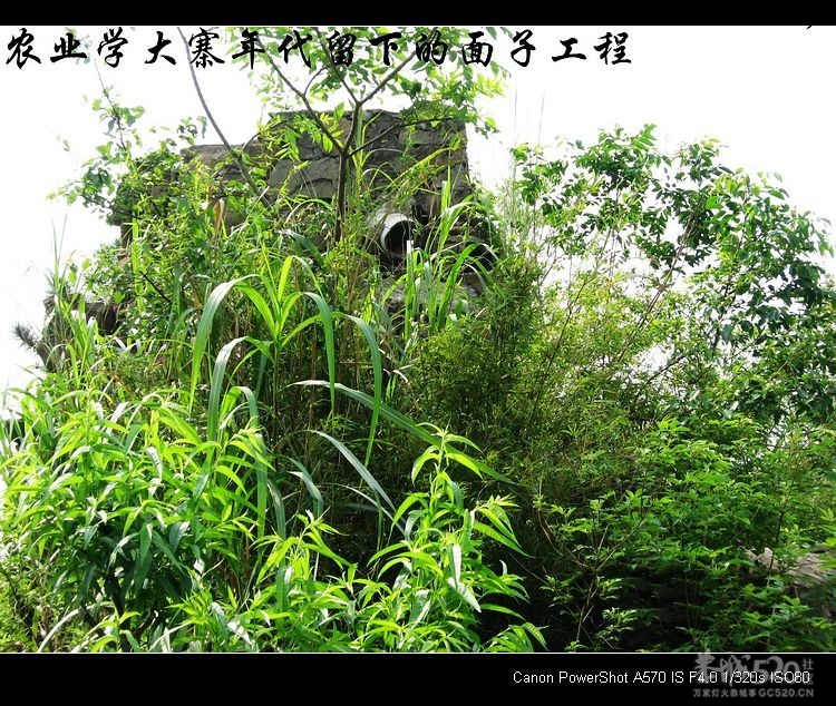 我县部分农业水利设施现状。402 / 作者:平安大叔 / 帖子ID:13293
