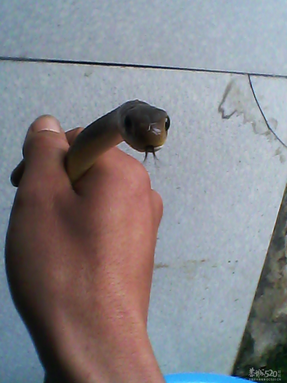 今天搞啦条蛇煮鸡吃~爽~357 / 作者:柳艳 / 帖子ID:13766