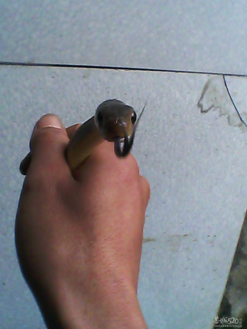 今天搞啦条蛇煮鸡吃~爽~508 / 作者:柳艳 / 帖子ID:13766