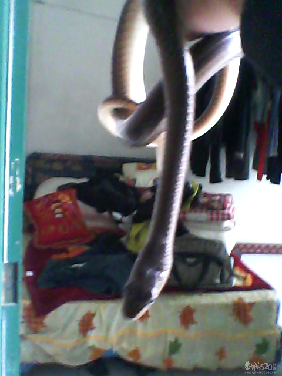 今天搞啦条蛇煮鸡吃~爽~975 / 作者:柳艳 / 帖子ID:13766