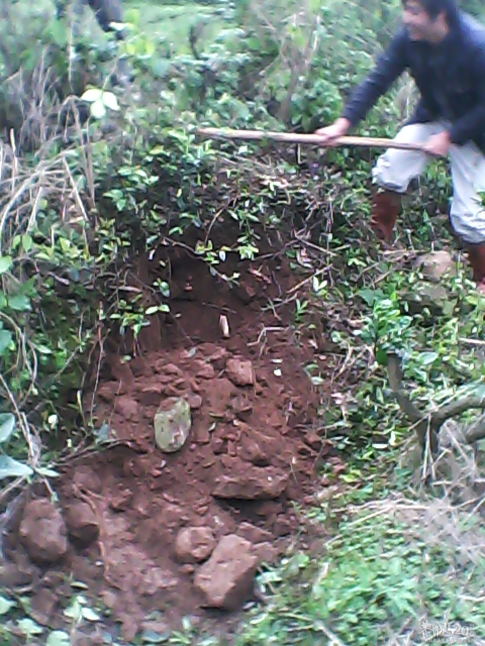 今天搞啦条蛇煮鸡吃~爽~479 / 作者:柳艳 / 帖子ID:13766