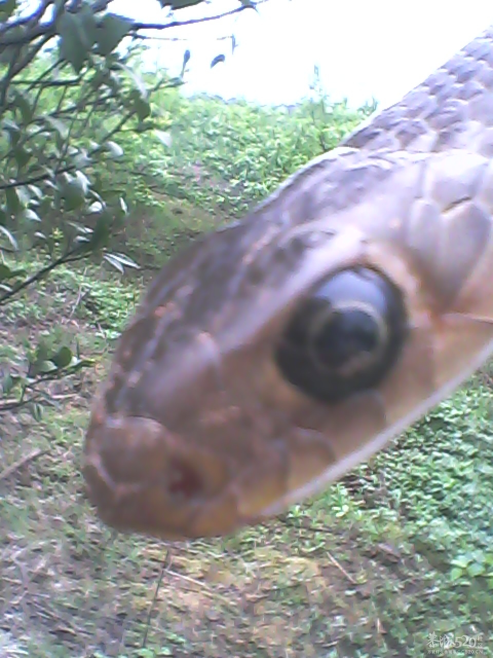 今天搞啦条蛇煮鸡吃~爽~63 / 作者:柳艳 / 帖子ID:13766