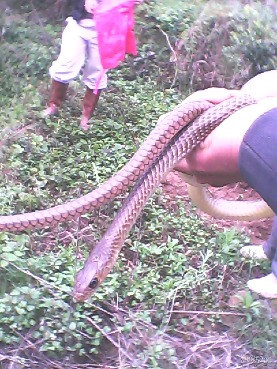 今天搞啦条蛇煮鸡吃~爽~368 / 作者:柳艳 / 帖子ID:13766