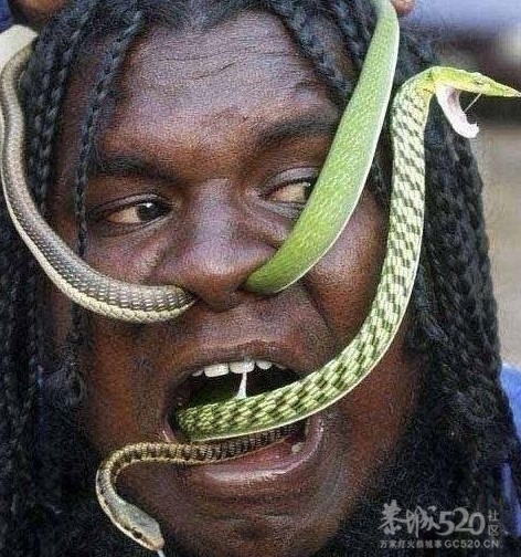 今天搞啦条蛇煮鸡吃~爽~727 / 作者:桂鱼 / 帖子ID:13766