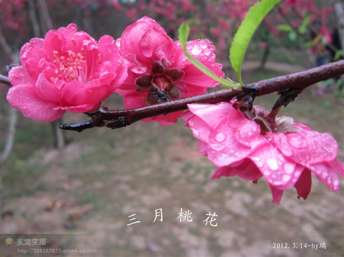 三月桃花909 / 作者:秋色影像 / 帖子ID:13854