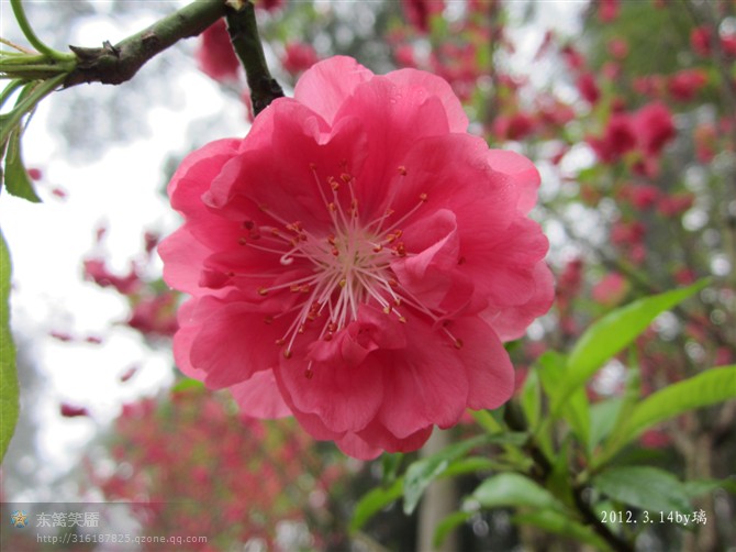 三月桃花546 / 作者:秋色影像 / 帖子ID:13854