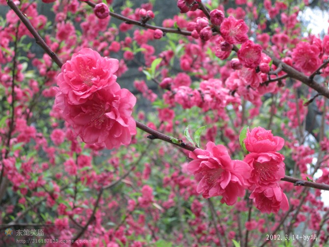 三月桃花854 / 作者:秋色影像 / 帖子ID:13854