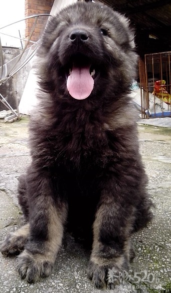 出售一只小母高加索。。喜欢的私聊。。165 / 作者:牛鬼犬舍 / 帖子ID:13923