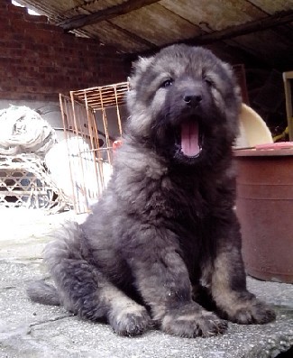 出售一只小母高加索。。喜欢的私聊。。147 / 作者:牛鬼犬舍 / 帖子ID:13923