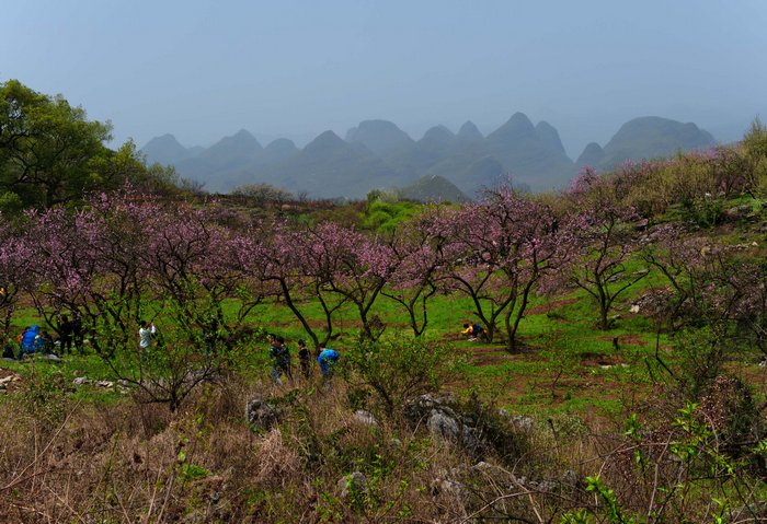 刘国兴恭城图片（一）瑶乡春色273 / 作者:老兔子 / 帖子ID:13934
