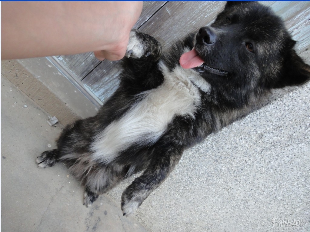 出售一只小母高加索。。喜欢的私聊。。313 / 作者:大卷哥 / 帖子ID:13923
