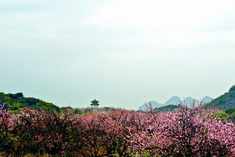 那有桃花盛开的地方。601 / 作者:講不醜 / 帖子ID:14029