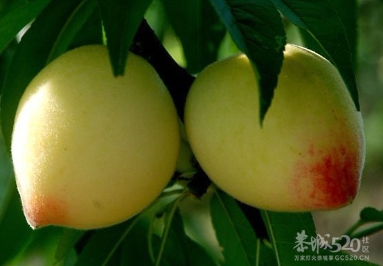 不愿哺乳的妈妈们：留着乳房用来做什么124 / 作者:桂鱼 / 帖子ID:14102