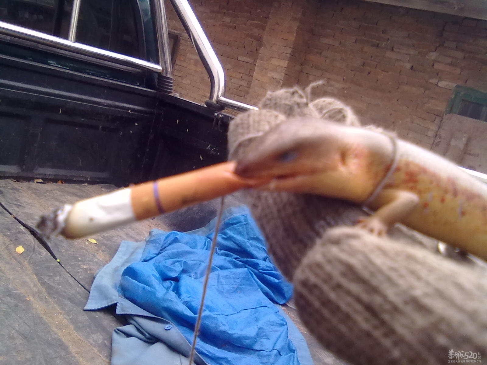 今天捉了一条银色的狗婆蛇703 / 作者:(别_ㄋ)我旳曾經 / 帖子ID:14179