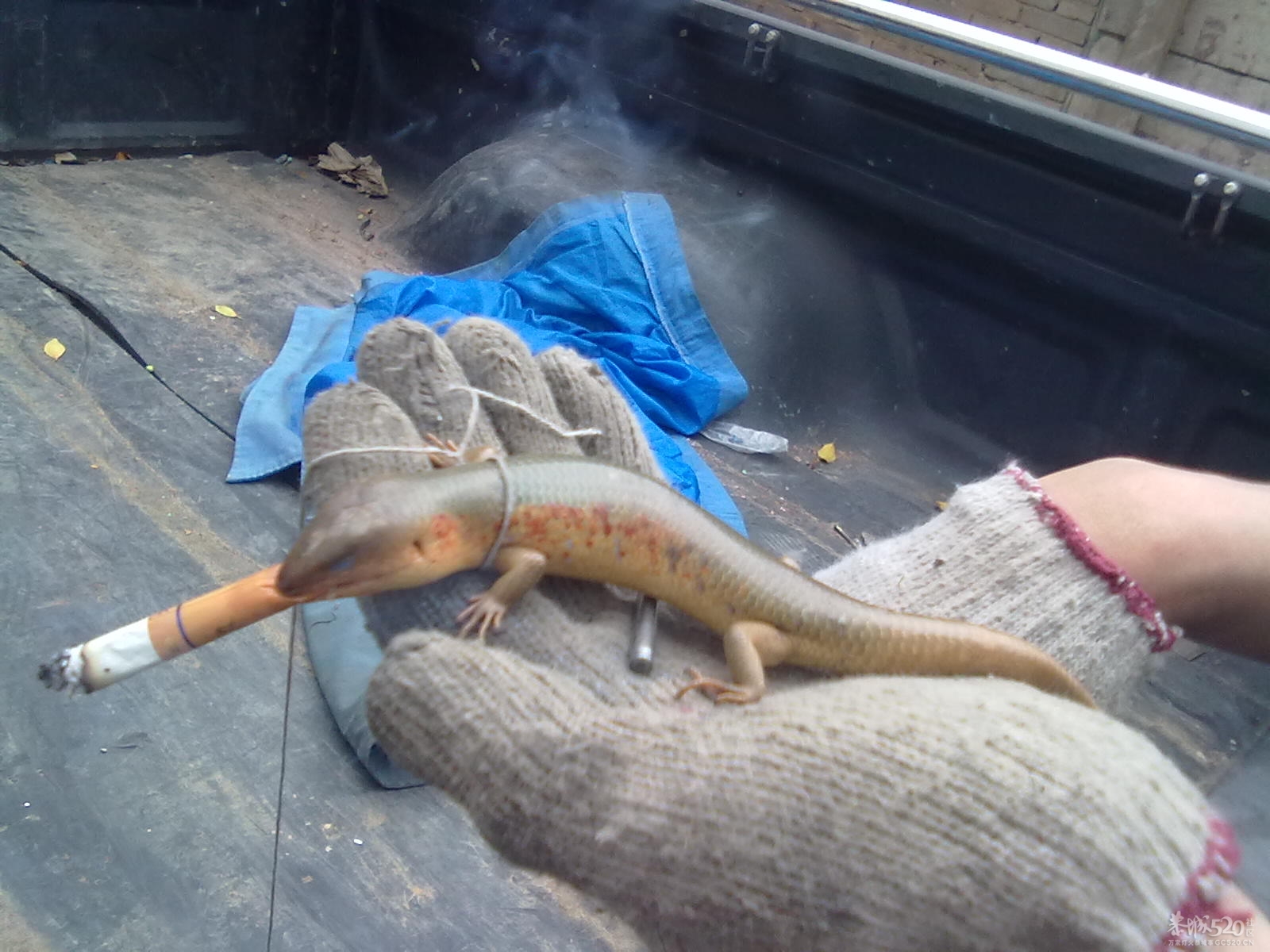 今天捉了一条银色的狗婆蛇876 / 作者:(别_ㄋ)我旳曾經 / 帖子ID:14179