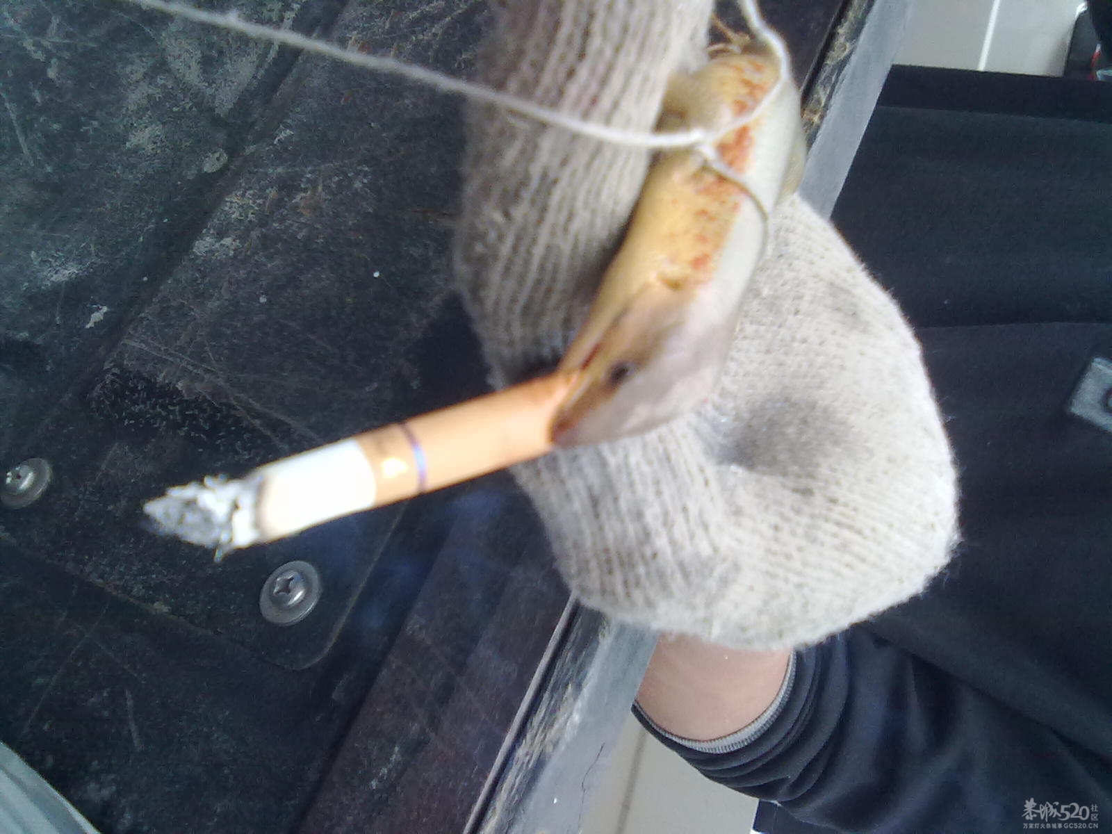 今天捉了一条银色的狗婆蛇531 / 作者:(别_ㄋ)我旳曾經 / 帖子ID:14179