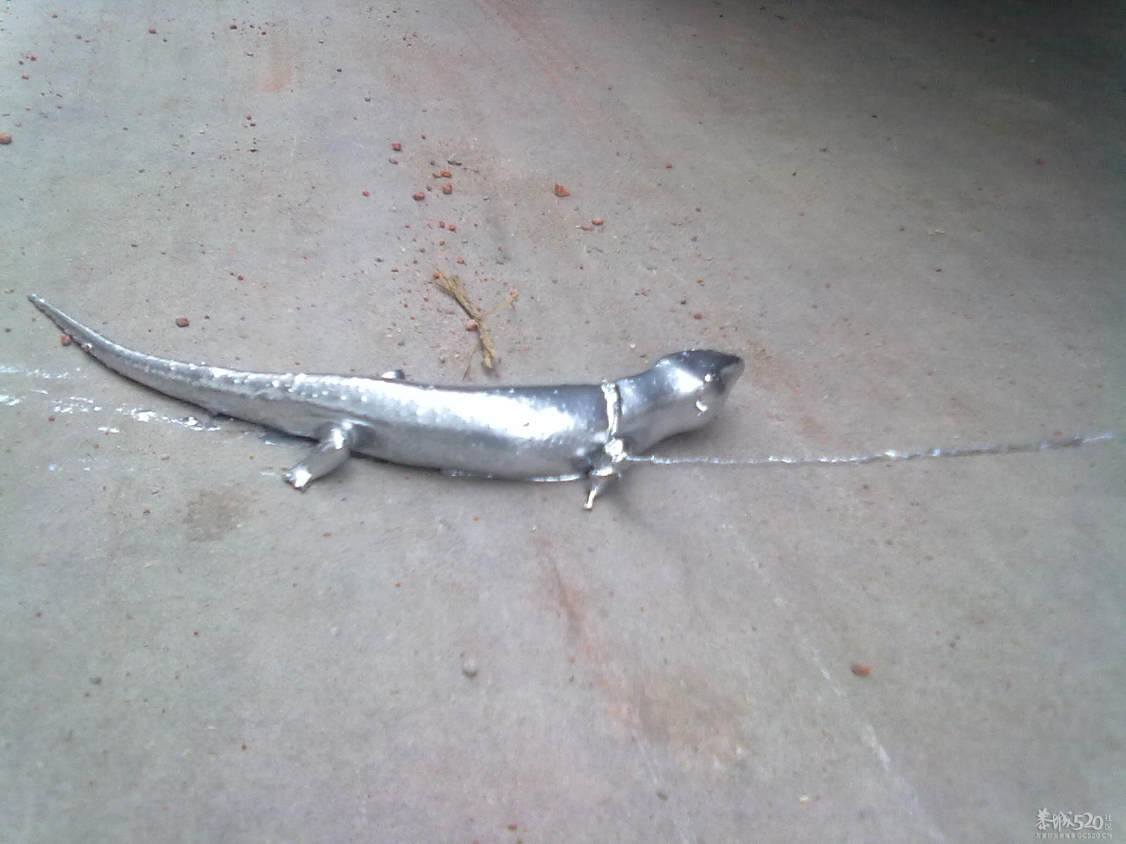 今天捉了一条银色的狗婆蛇573 / 作者:(别_ㄋ)我旳曾經 / 帖子ID:14179