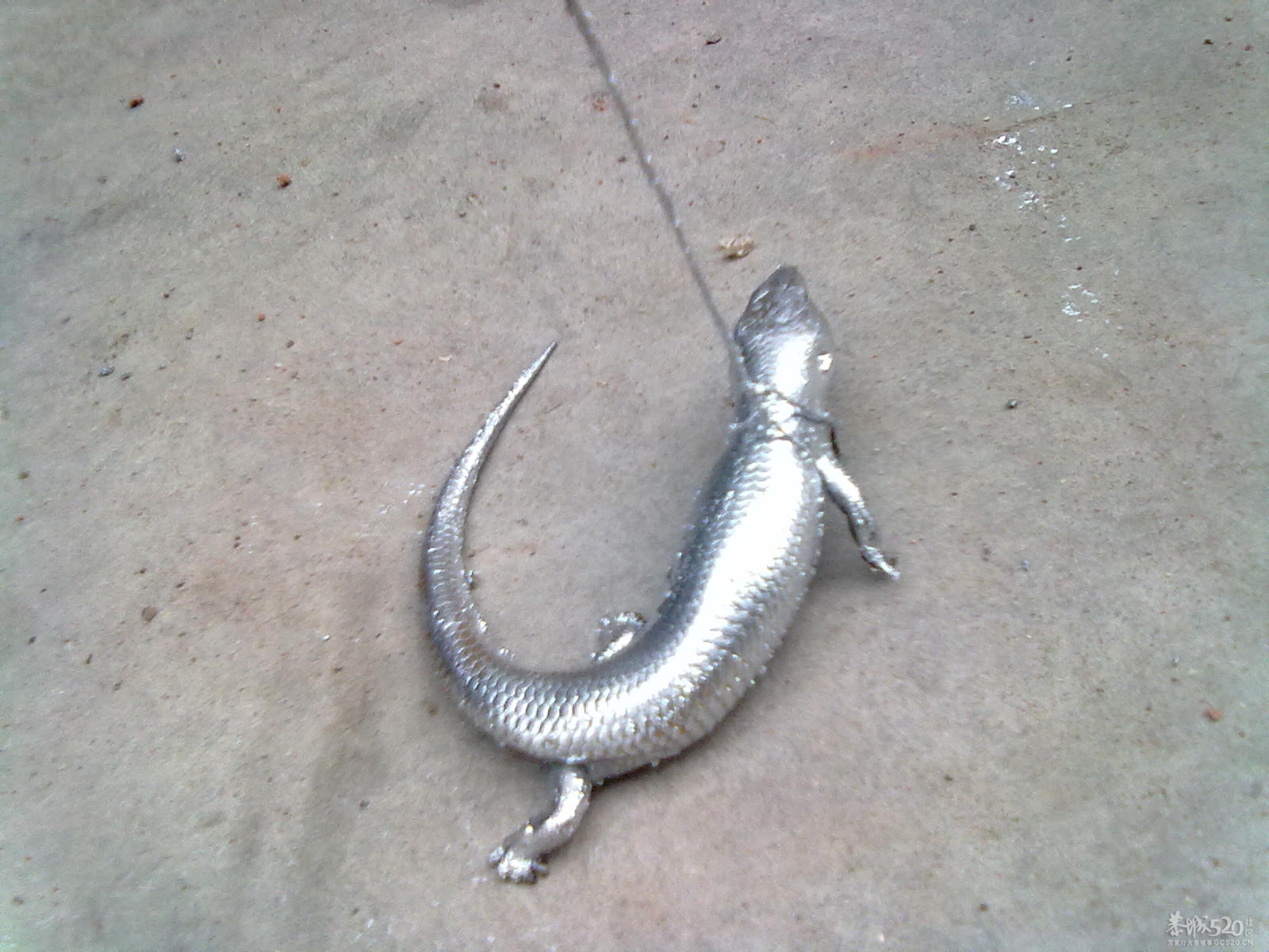 今天捉了一条银色的狗婆蛇810 / 作者:(别_ㄋ)我旳曾經 / 帖子ID:14179
