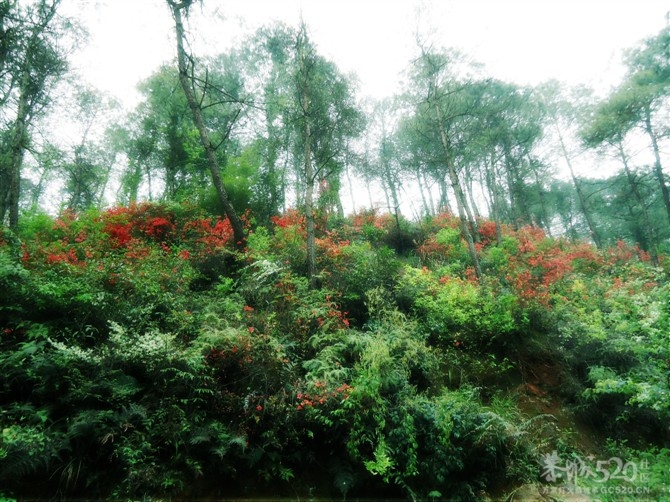 清明时节——映山红935 / 作者:淘气蜻蜓 / 帖子ID:14240