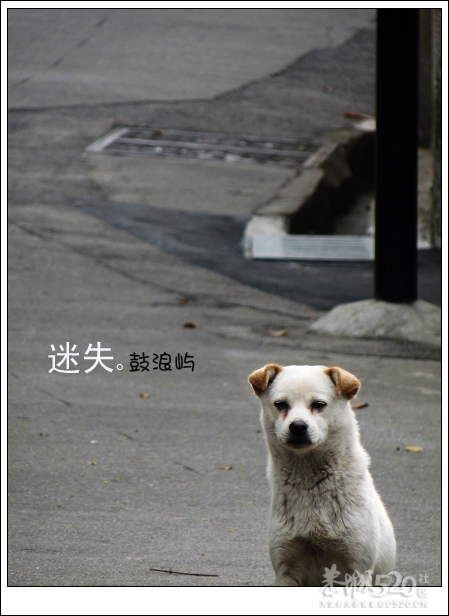 出发.鼓浪屿.单车。842 / 作者:講不醜 / 帖子ID:14265