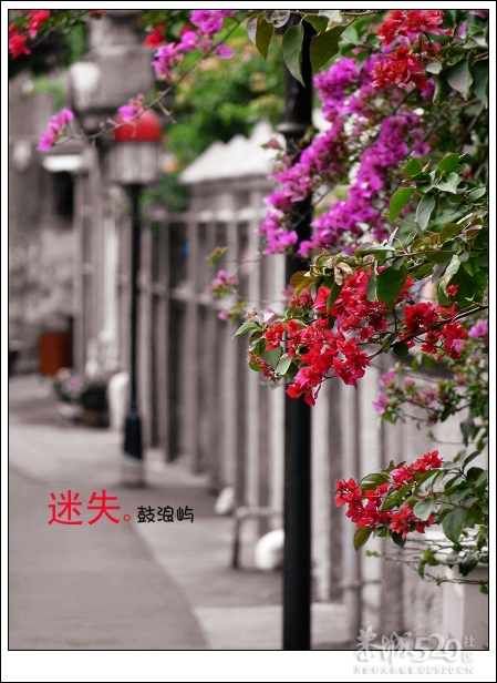 出发.鼓浪屿.单车。603 / 作者:講不醜 / 帖子ID:14265