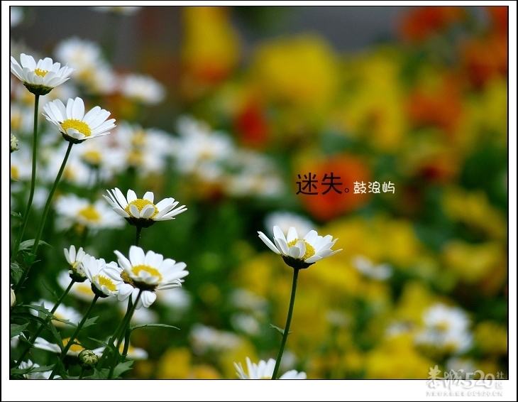 出发.鼓浪屿.单车。662 / 作者:講不醜 / 帖子ID:14265