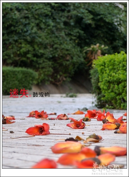 出发.鼓浪屿.单车。336 / 作者:講不醜 / 帖子ID:14265