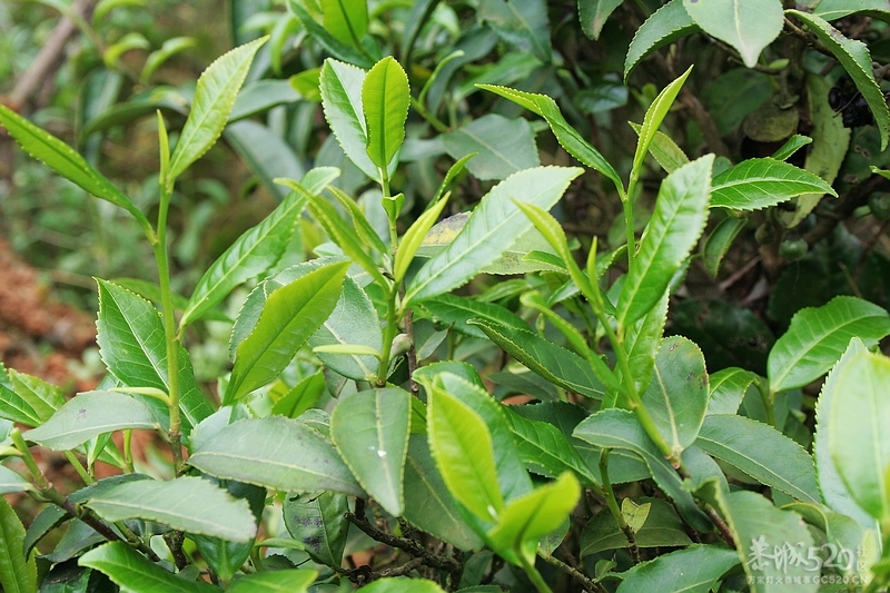 谷雨时节！我们采茶去！268 / 作者:铠甲勇士 / 帖子ID:15185