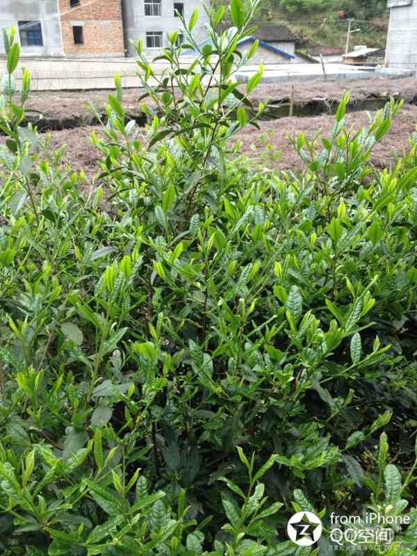 谷雨时节！我们采茶去！486 / 作者:小雨点 / 帖子ID:15185
