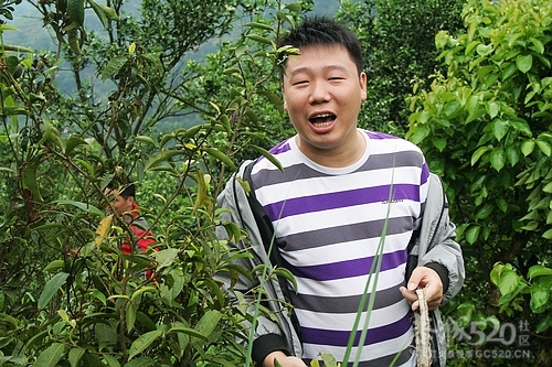 谷雨时节！我们采茶去！597 / 作者:铠甲勇士 / 帖子ID:15185