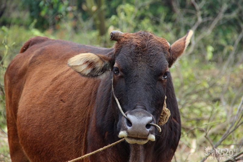 你看，那边有“恩马”508 / 作者:小紫 / 帖子ID:15281