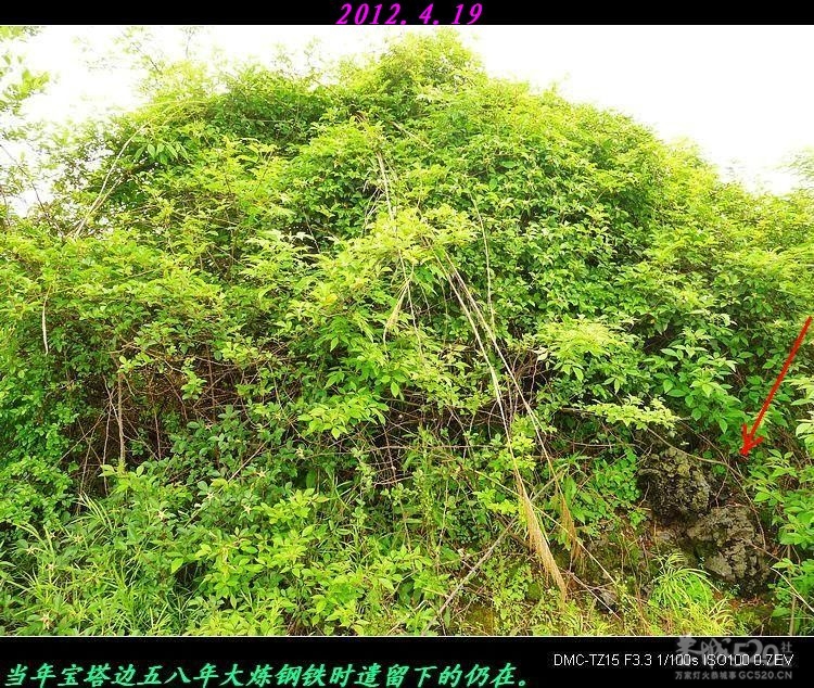 我县同乐洲宝塔遗址。613 / 作者:平安大叔 / 帖子ID:15346