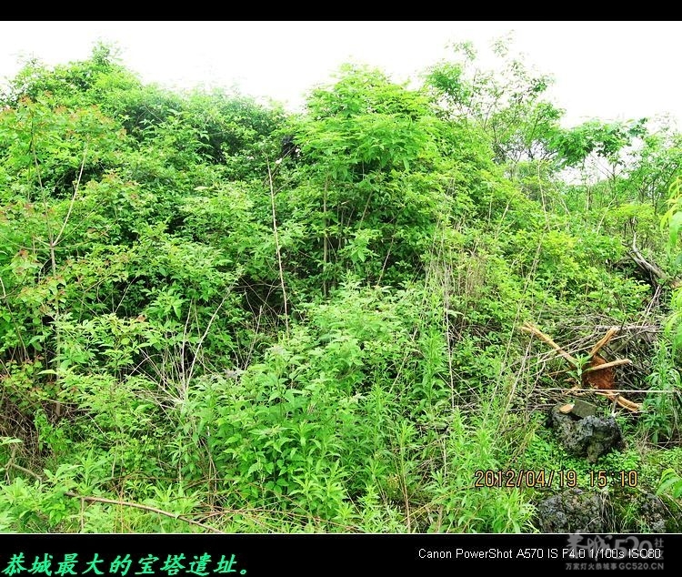 我县同乐洲宝塔遗址。439 / 作者:平安大叔 / 帖子ID:15346