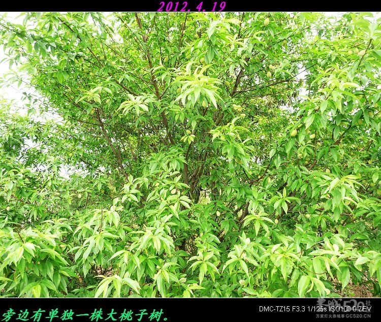 我县同乐洲宝塔遗址。615 / 作者:平安大叔 / 帖子ID:15346