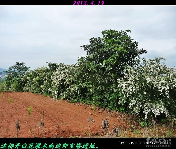 我县同乐洲宝塔遗址。373 / 作者:平安大叔 / 帖子ID:15346