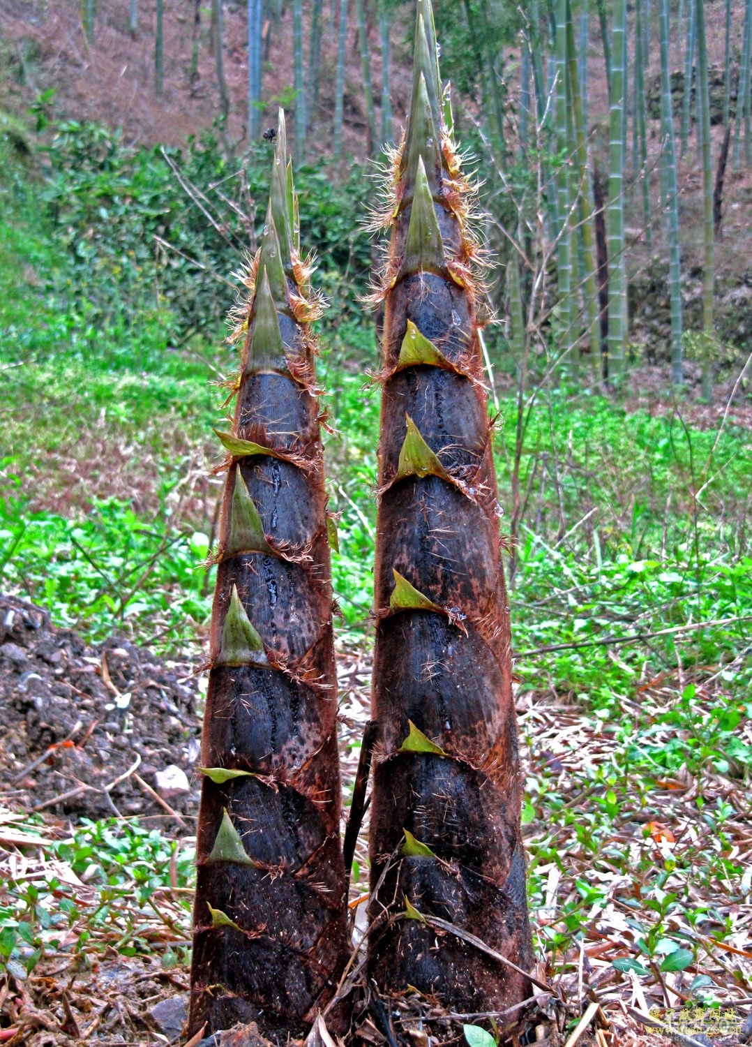 我们奔三的80后967 / 作者:平安大叔 / 帖子ID:15624