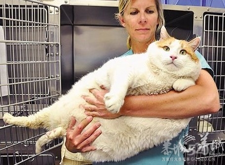 fei mao189 / 作者:飞天鼠 / 帖子ID:15738