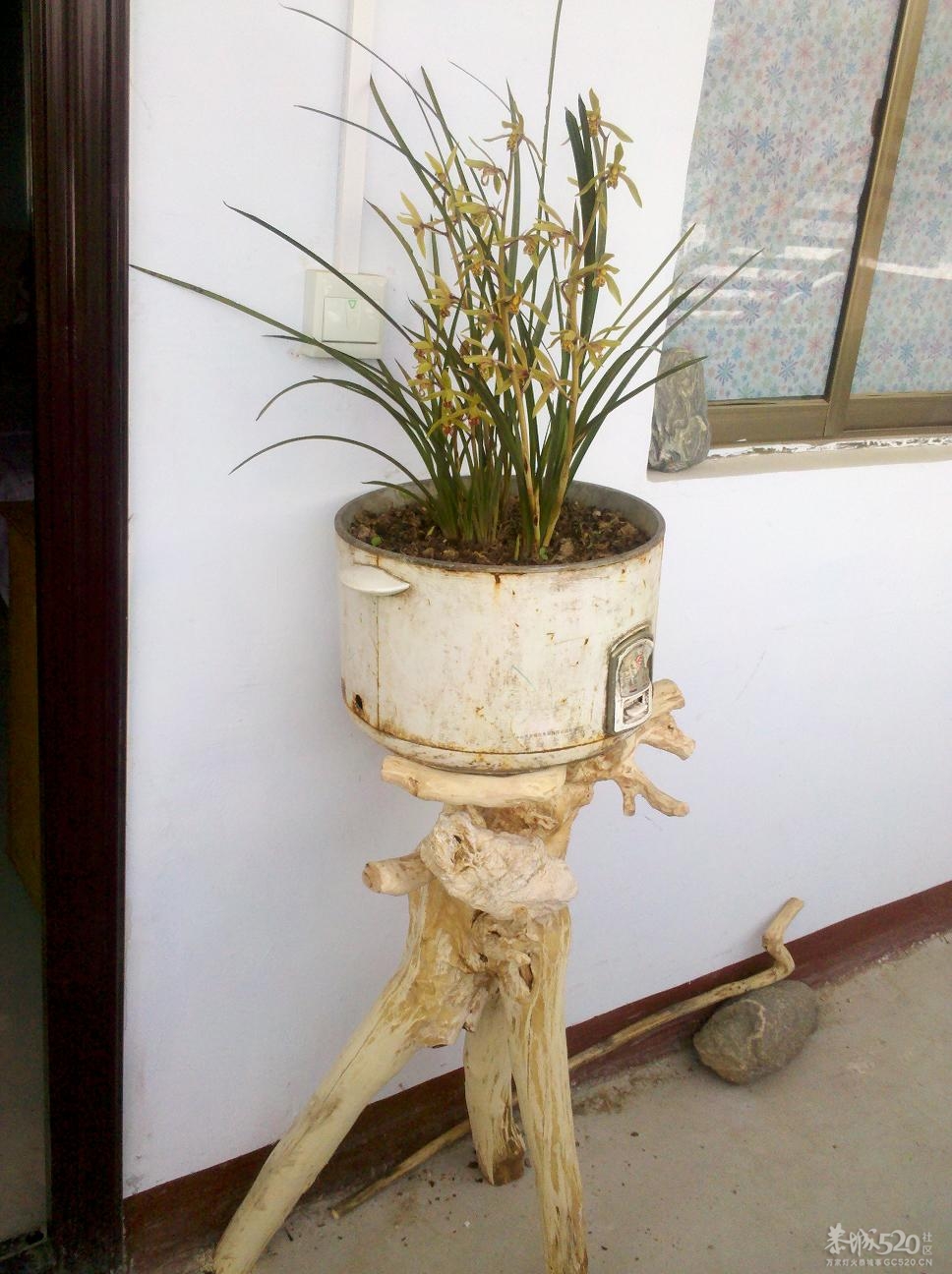 就地取材种兰花870 / 作者:千里之外 / 帖子ID:15791