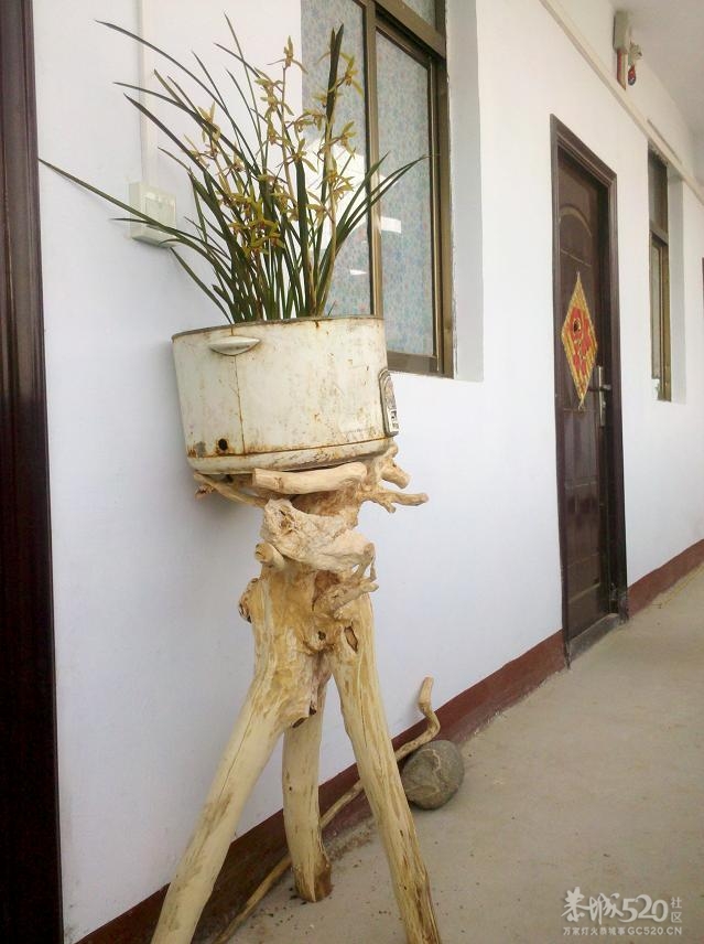 就地取材种兰花958 / 作者:千里之外 / 帖子ID:15791