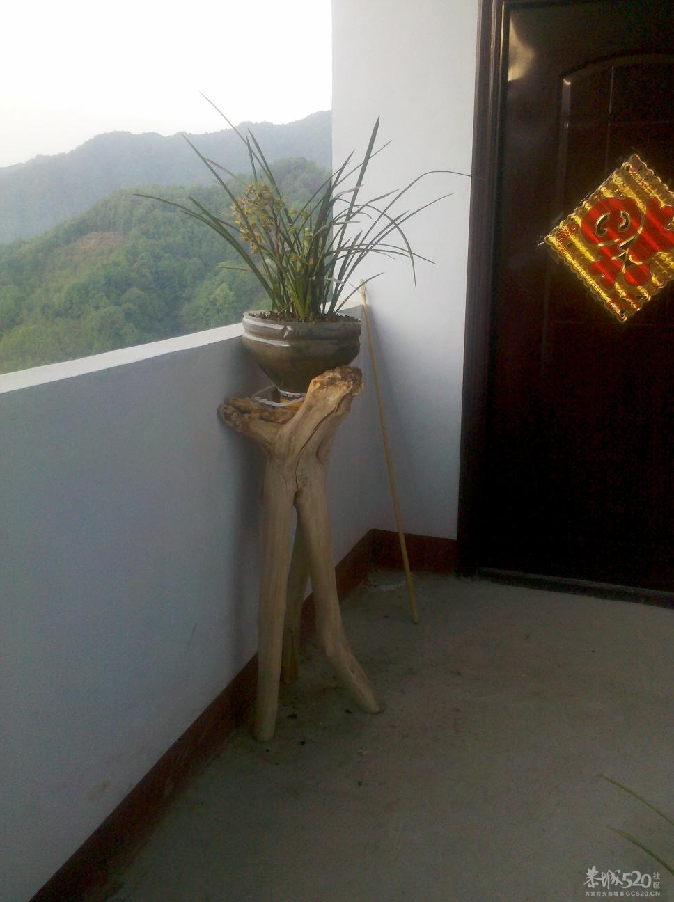 就地取材种兰花52 / 作者:千里之外 / 帖子ID:15791