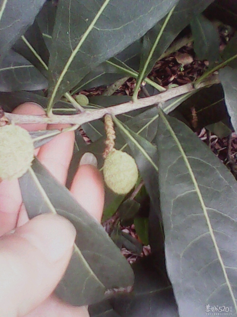 要不了多久了585 / 作者:137222475 / 帖子ID:15914