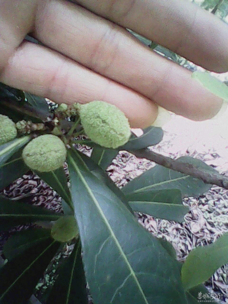 要不了多久了937 / 作者:137222475 / 帖子ID:15914