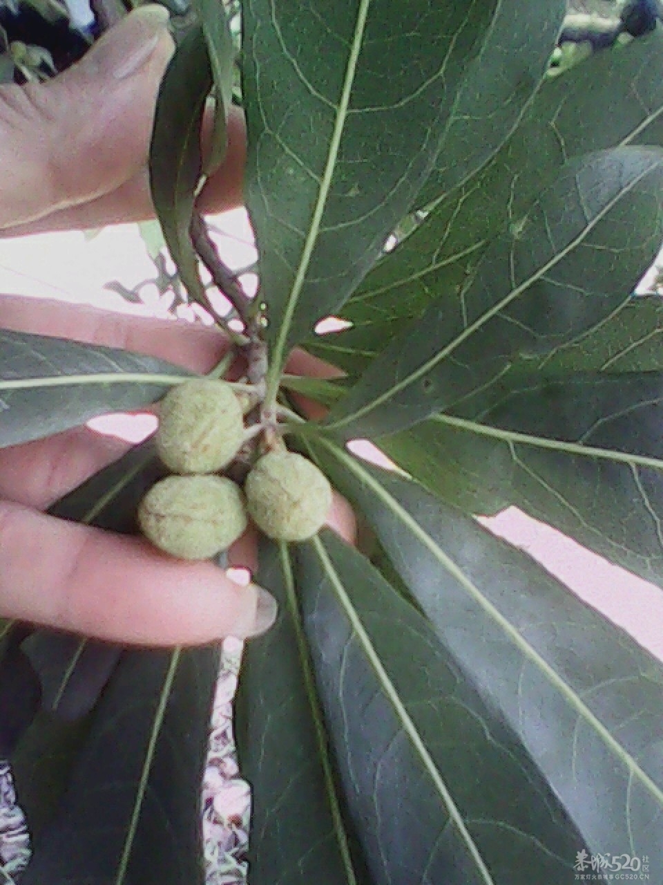 要不了多久了922 / 作者:137222475 / 帖子ID:15914