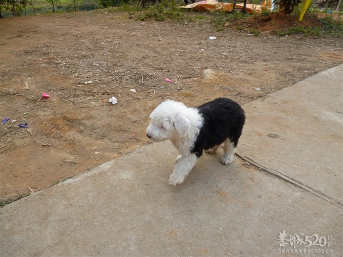 寻找宝贝！！古牧！！急急急！！！！提供线索有酬谢！181 / 作者:超吖頭 / 帖子ID:15926