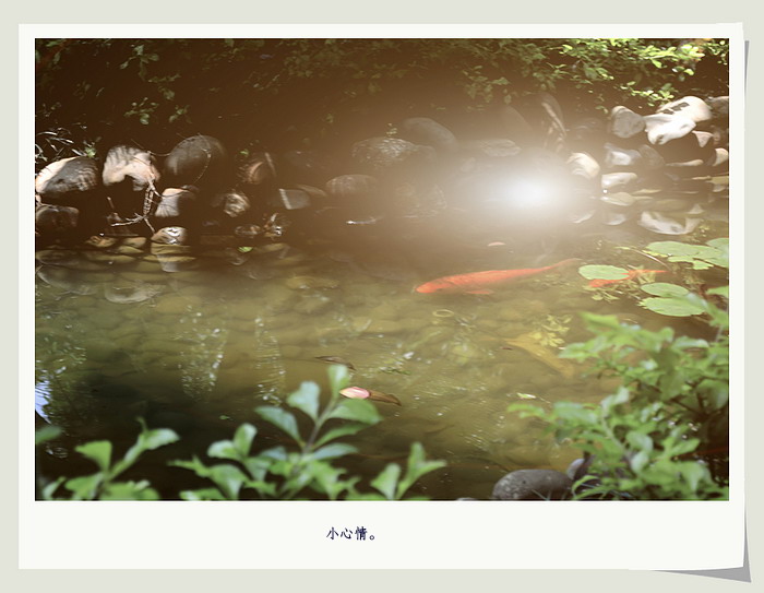 小心情。550 / 作者:講不醜 / 帖子ID:15935