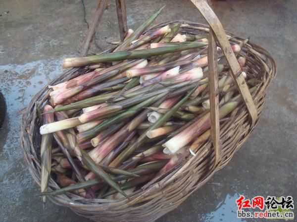 家乡的野果，你们都见过么？？325 / 作者:不需要人懂 / 帖子ID:16030